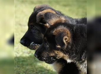 Schäferhund Welpen ( Stock und Langhaar ) mit Ahnentafel