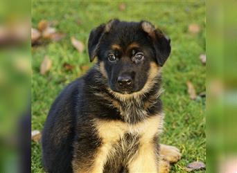 Schäferhund Welpen ( Stock und Langhaar ) mit Ahnentafel