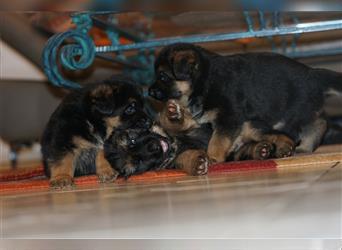 Schäferhund Welpen ( Stock und Langhaar ) mit Ahnentafel