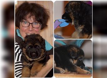 Schäferhund Welpen ( Stock und Langhaar ) mit Ahnentafel