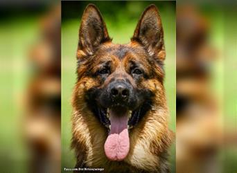 Schäferhund Welpen ( Stock und Langhaar ) mit Ahnentafel