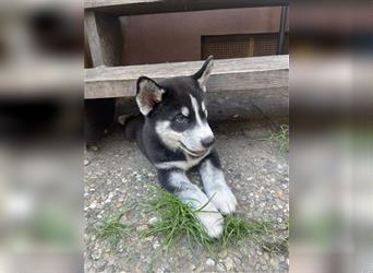 Sibirien Husky Welpen