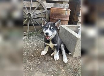 Sibirien Husky Welpen