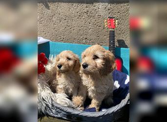 Cockapoo Welpen Englisch Cocker Spaniel  x Pudel  zu verkaufen 