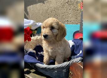 Cockapoo Welpen Englisch Cocker Spaniel  x Pudel  zu verkaufen 