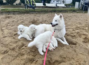 Samojede Welpen geboren 3.7.2024