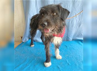 ❤️ ehemals armer LUPI - 2 Jahre, 45cm - Schnauzer-Mix