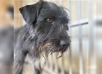 ❤️ ehemals armer LUPI - 2 Jahre, 45cm - Schnauzer-Mix