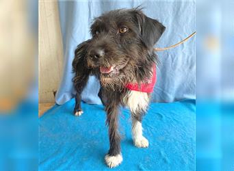 ❤️ ehemals armer LUPI - 2 Jahre, 45cm - Schnauzer-Mix