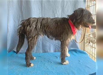 ❤️ ehemals armer LUPI - 2 Jahre, 45cm - Schnauzer-Mix