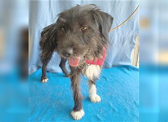 ❤️ ehemals armer LUPI - 2 Jahre, 45cm - Schnauzer-Mix