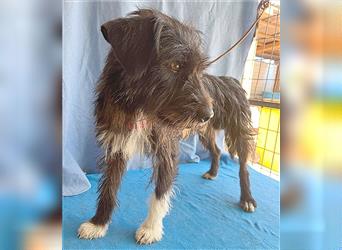 ❤️ ehemals armer LUPI - 2 Jahre, 45cm - Schnauzer-Mix