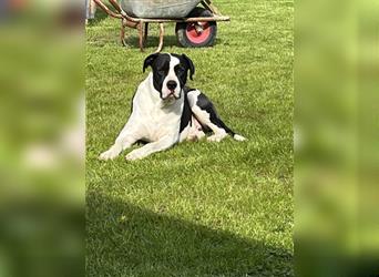 Dogo Argentino - Fila Brasileiro Mischling