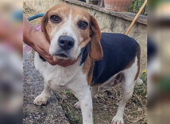 Dante - ein famoser Beagle und liebenswürdiger Begleiter