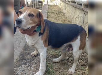 Dante - ein famoser Beagle und liebenswürdiger Begleiter