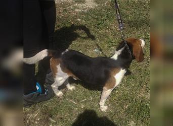 Dante - ein famoser Beagle und liebenswürdiger Begleiter