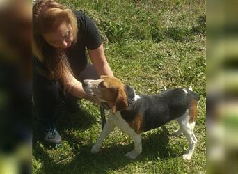 Dante - ein famoser Beagle und liebenswürdiger Begleiter