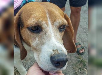 Dante - ein famoser Beagle und liebenswürdiger Begleiter