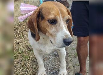 Dante - ein famoser Beagle und liebenswürdiger Begleiter