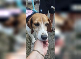 Dante - ein famoser Beagle und liebenswürdiger Begleiter