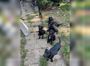 Schwarze Labrador-Labrador/Apenzeller Welpen