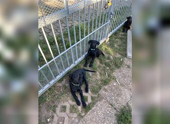 Schwarze Labrador-Labrador/Apenzeller Welpen