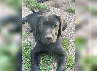 Schwarze Labrador-Labrador/Apenzeller Welpen