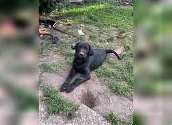 Schwarze Labrador-Labrador/Apenzeller Welpen