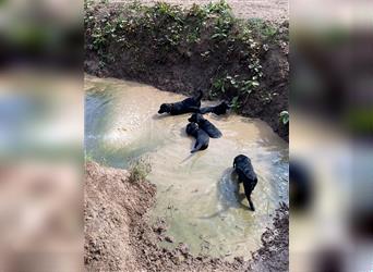 Schwarze Labrador-Labrador/Apenzeller Welpen