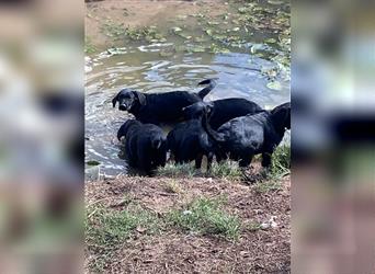 Schwarze Labrador-Labrador/Apenzeller Welpen