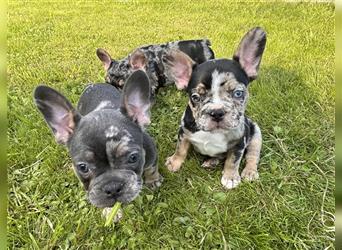 5 französische Bulldoggen in Sonderlackierung❤️