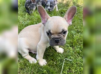 5 französische Bulldoggen in Sonderlackierung❤️