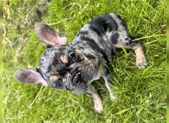 5 französische Bulldoggen in Sonderlackierung❤️