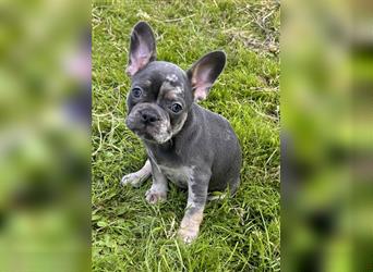 5 französische Bulldoggen in Sonderlackierung❤️