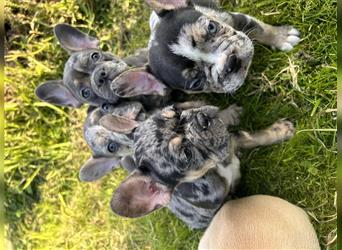 5 französische Bulldoggen in Sonderlackierung❤️