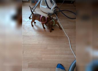 Zwergpinscher weiblich Welpen