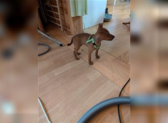 Zwergpinscher weiblich Welpen