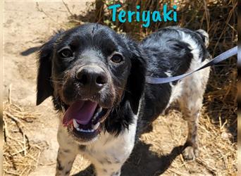 Teriyaki 09/2023 (ESP) - lustiger und sozialer, kleiner Bretonischer Spaniel Welpe!