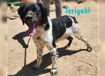 Teriyaki 09/2023 (ESP) - lustiger und sozialer, kleiner Bretonischer Spaniel Welpe!