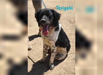 Teriyaki 09/2023 (ESP) - lustiger und sozialer, kleiner Bretonischer Spaniel Welpe!