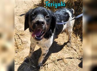 Teriyaki 09/2023 (ESP) - lustiger und sozialer, kleiner Bretonischer Spaniel Welpe!