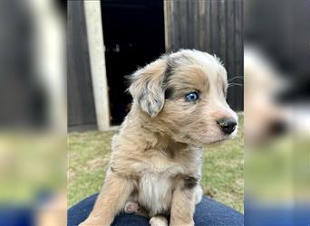 Aussie Mini Miniature Australian Shepherd Border Collie Welpen Showlinie Hündin Rüde