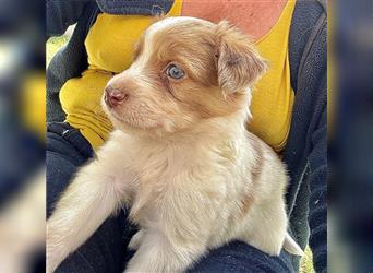 Aussie Mini Miniature Australian Shepherd Border Collie Welpen Showlinie Hündin Rüde