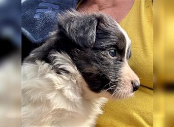 Aussie Mini Miniature Australian Shepherd Border Collie Welpen Showlinie Hündin Rüde