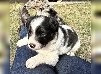 Aussie Mini Miniature Australian Shepherd Border Collie Welpen Showlinie Hündin Rüde