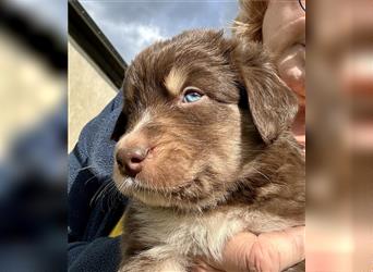 Aussie Mini Miniature Australian Shepherd Border Collie Welpen Showlinie Hündin Rüde