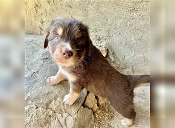 Aussie Mini Miniature Australian Shepherd Border Collie Welpen Showlinie Hündin Rüde