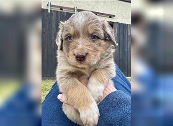 Aussie Mini Miniature Australian Shepherd Border Collie Welpen Showlinie Hündin Rüde