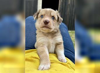 Aussie Mini Miniature Australian Shepherd Border Collie Welpen Showlinie Hündin Rüde