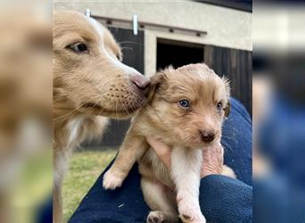 Aussie Mini Miniature Australian Shepherd Border Collie Welpen Showlinie Hündin Rüde